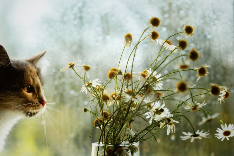 Утро осеннееphoto preview