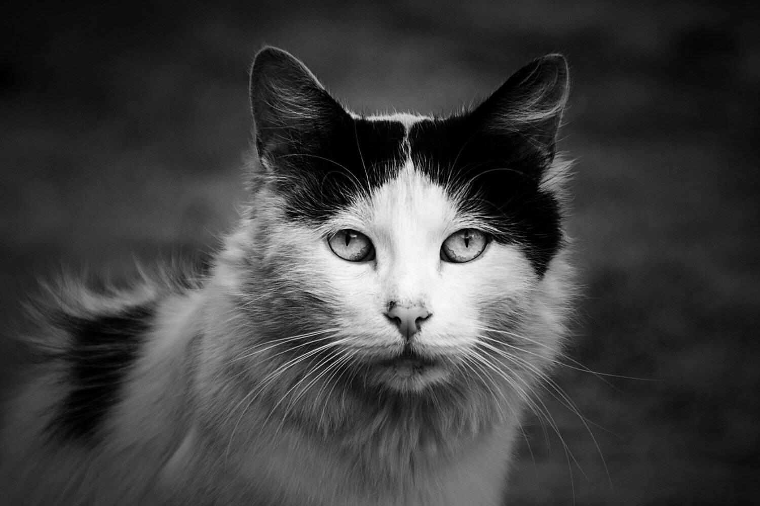 коты, бездомные коты, животные, черно-белое, Ольга Алексейчик