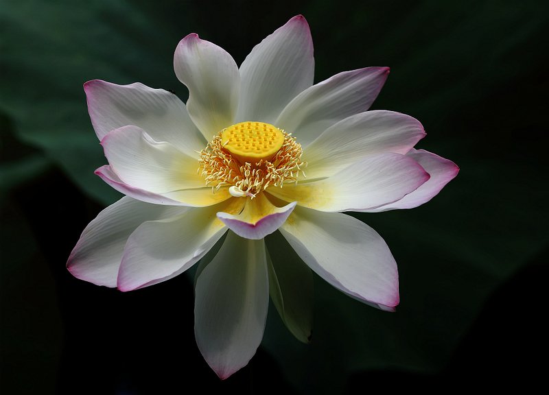 Цветок лотосаphoto preview