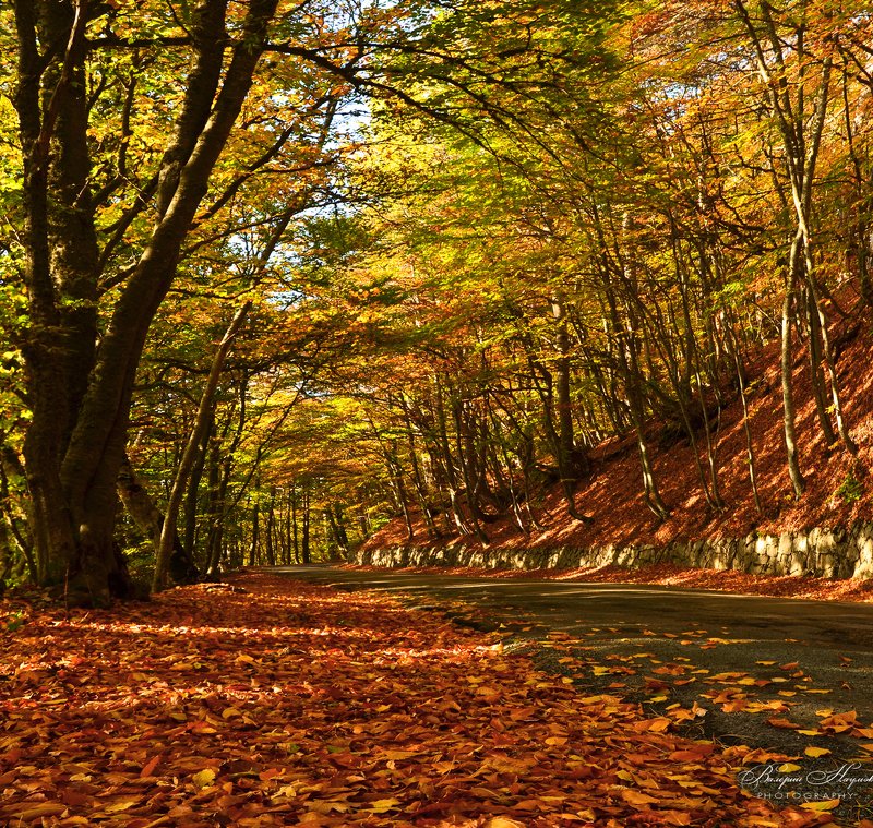 осень, крым, дорога на ай-петри, листва, дорога По ковру из жёлтых листьев...photo preview