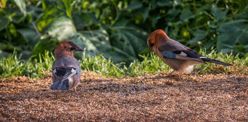 птица, сойка, зерно, ссоры, давай с тобой сыграем в прятки и я тебя искать не буду фото превью