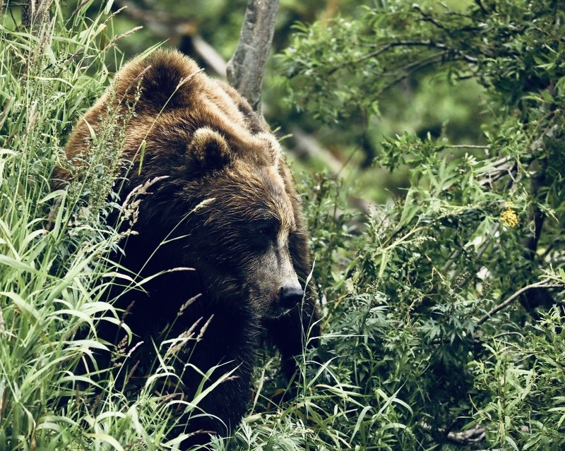 Медведь Камчатка Дикие животные   Случайная встреча photo preview