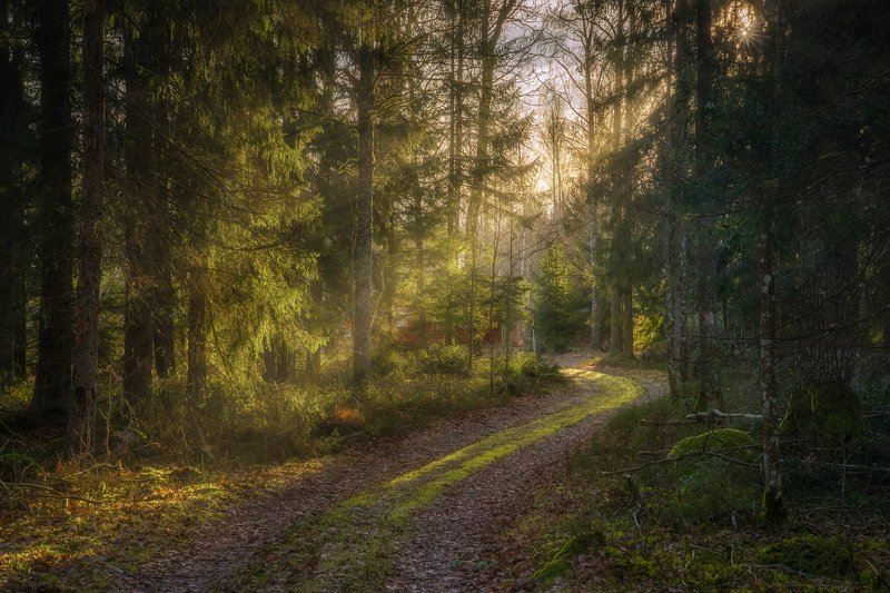 fir, fir-tree, Forest, Hampetorp, Hike, hiking, moss, nature, outdoors, path, Pine, pinewood, Sun, Sun beam, Sun rays, Sun Star, Track, trekking, Unpaved Road, Walk, wander, Wanderlust, Woods Morning Walkphoto preview