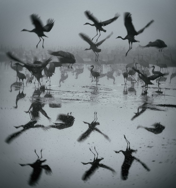 Grey Crane Dancephoto preview