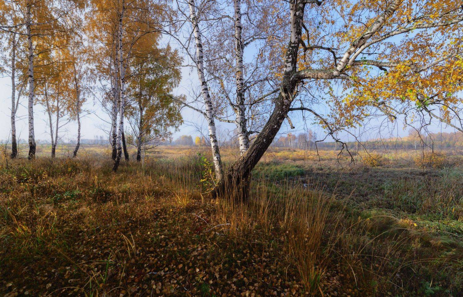 Октябрь, берёзы.. Автор: Гобова Наталья , Гобова Наталья