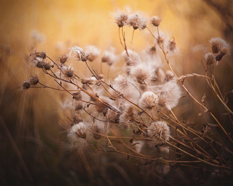 Осенние краскиphoto preview