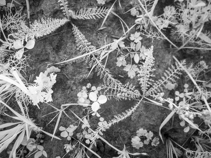 когда позовет тебя море, трава, ромашки, ладога, ir, карелия, растения Лето под ногами фото превью