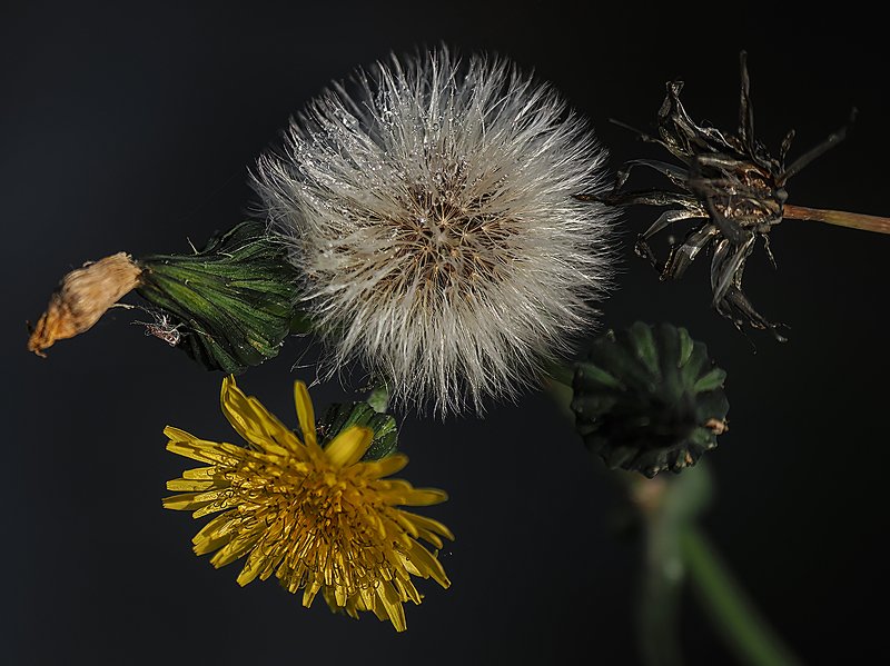 вся жизнь одним кадромphoto preview