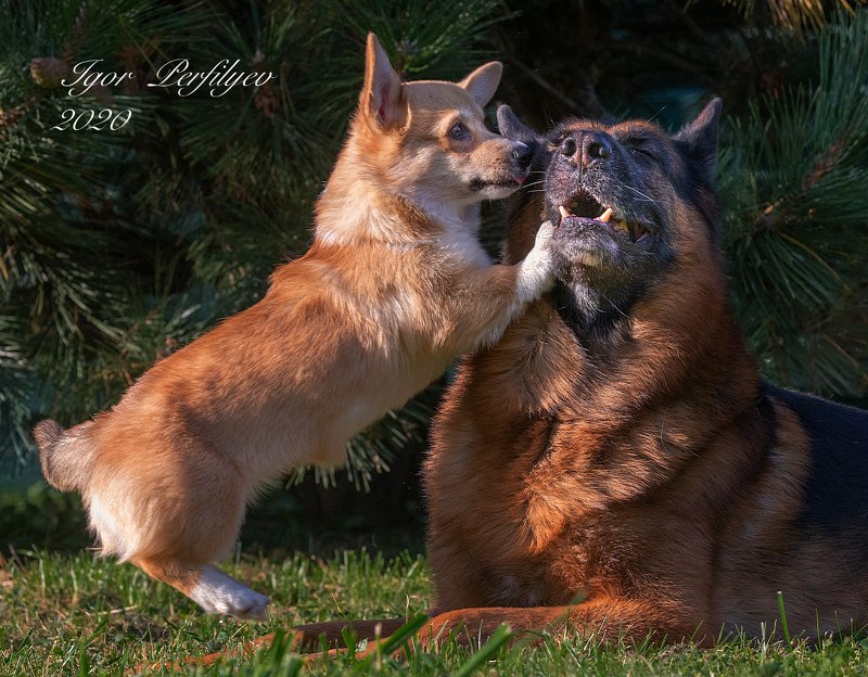 Собачья радостьphoto preview