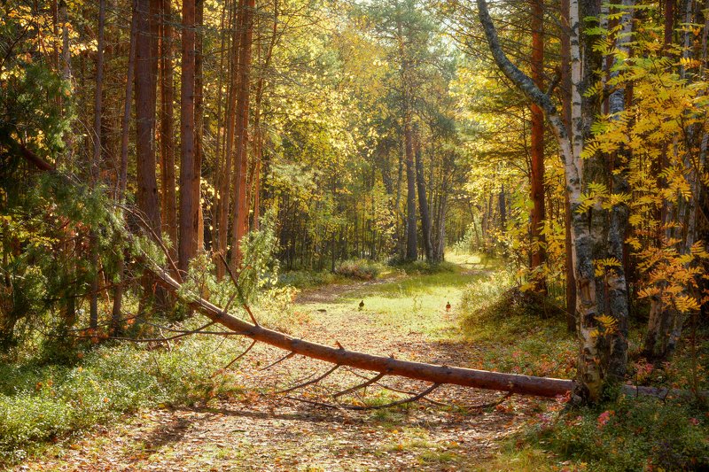 осень, сентябрь, лес, дорога, тишина, кусты, деревья, сосны, рябина Солнечная осеньphoto preview