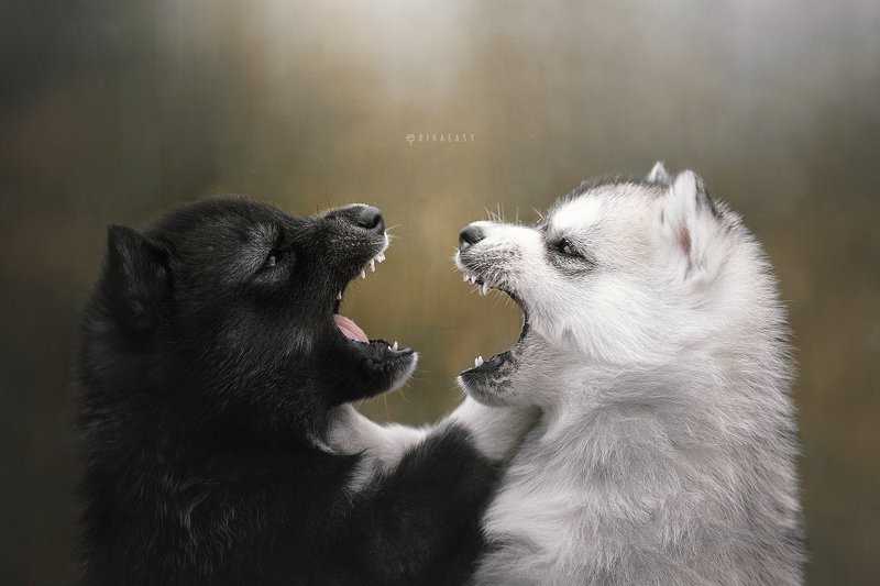 husky, siberian husky, puppy, yingyang, хаски, сибирскийхаски, щенки Two sidesphoto preview