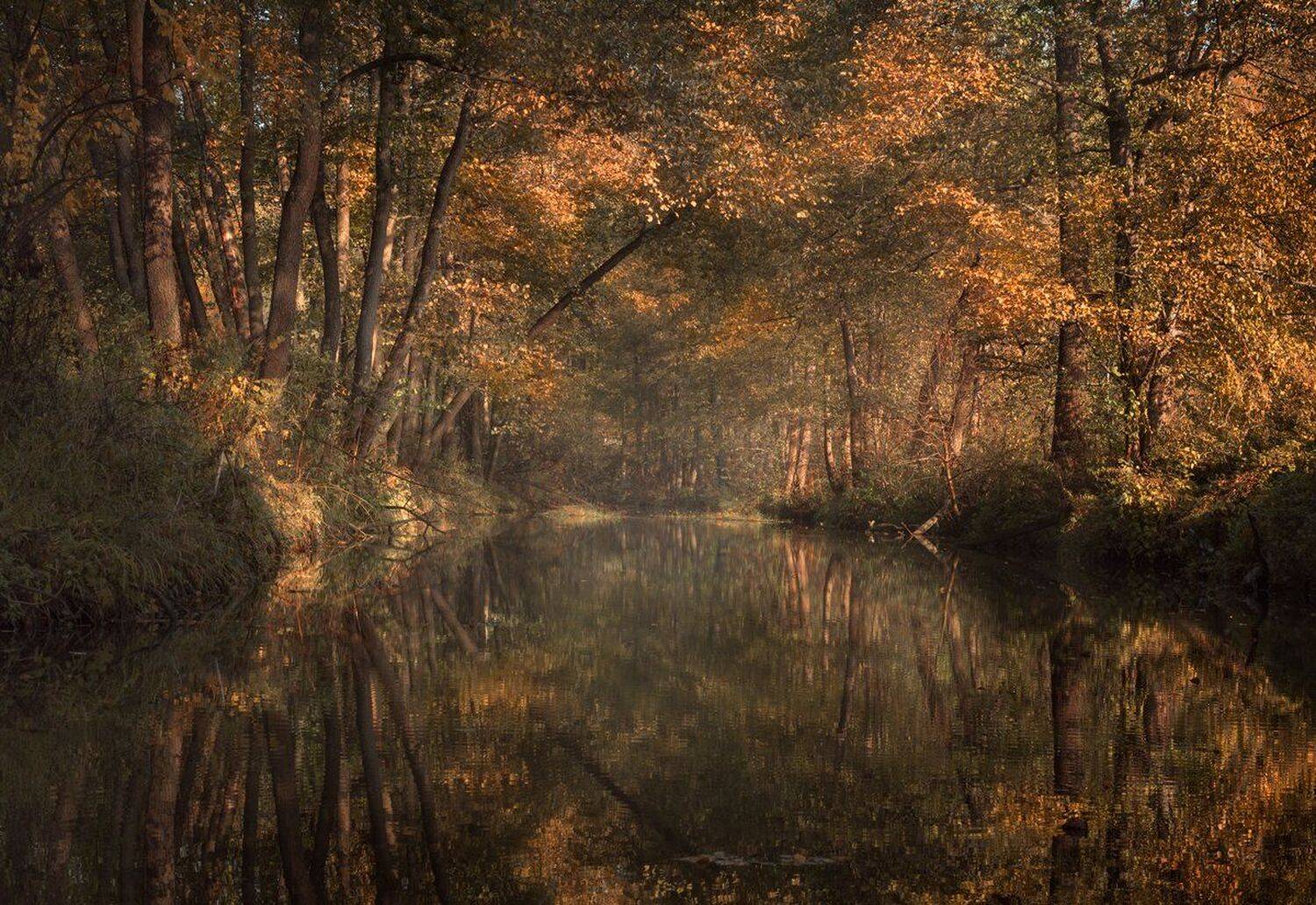 лес, свет, утро, природа, Баранов Олег