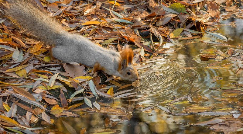белка, листья, осень.. в осенних листьях..photo preview