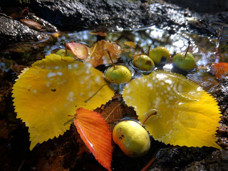 осень,листва,октябрь,макро,сюжет,желтый,натюрморт,отражение,вода,свет, Осенний этюдphoto preview