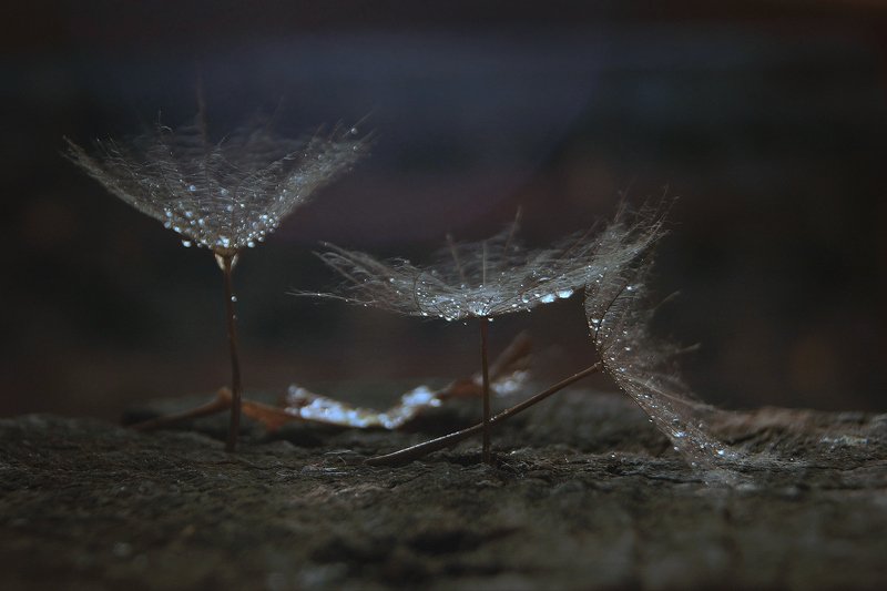 природа осень роса тени лес трава листья макро дождь Пахнет осень дождем...photo preview