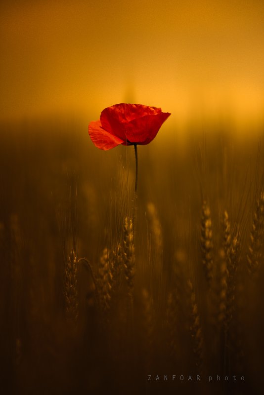 волшебные маки, маки,zanfoar,czech republic,чехия,nikon d750,nature,macro,flowers Волшебные макиphoto preview