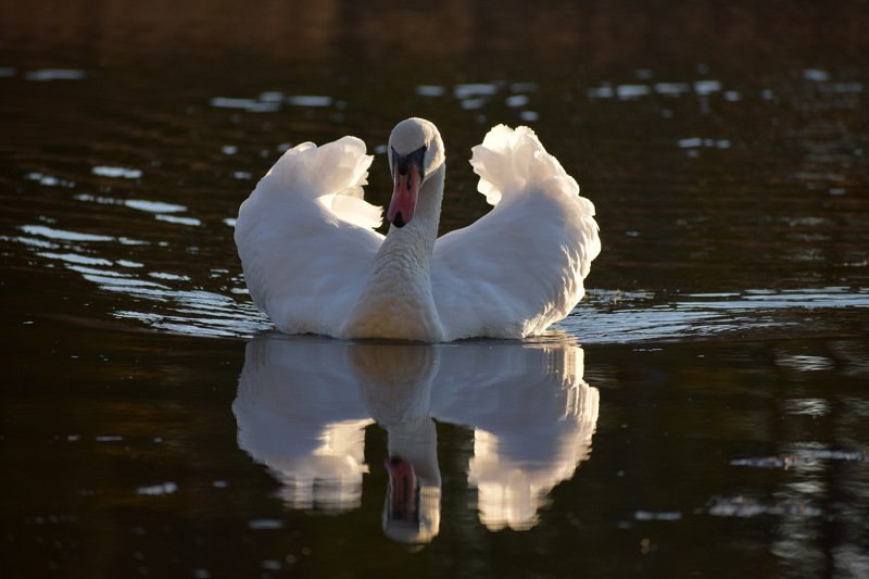 Лебедь-шипунphoto preview
