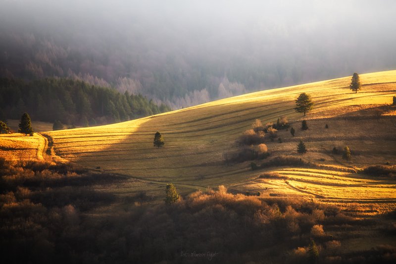 Gold autumn. фото превью