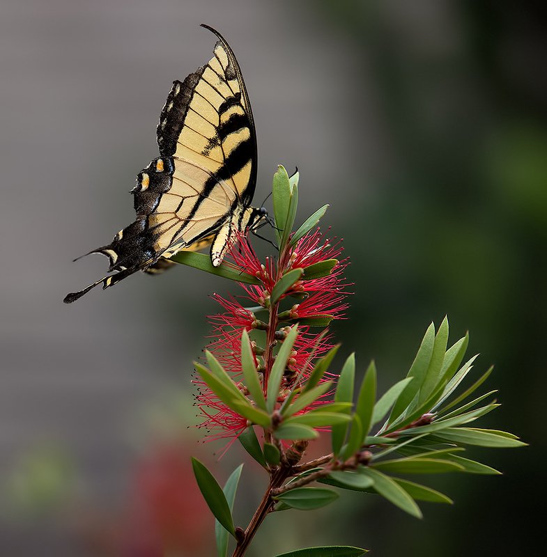 махаон, бабочка, макро, природа,nature Бабочка Papilio glaucus. Парусник главкphoto preview