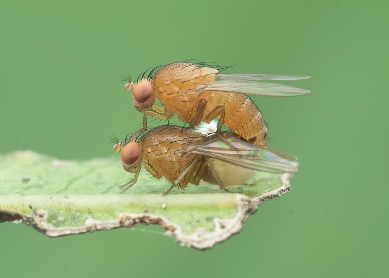 #macro#colors#mating Just Do It !photo preview