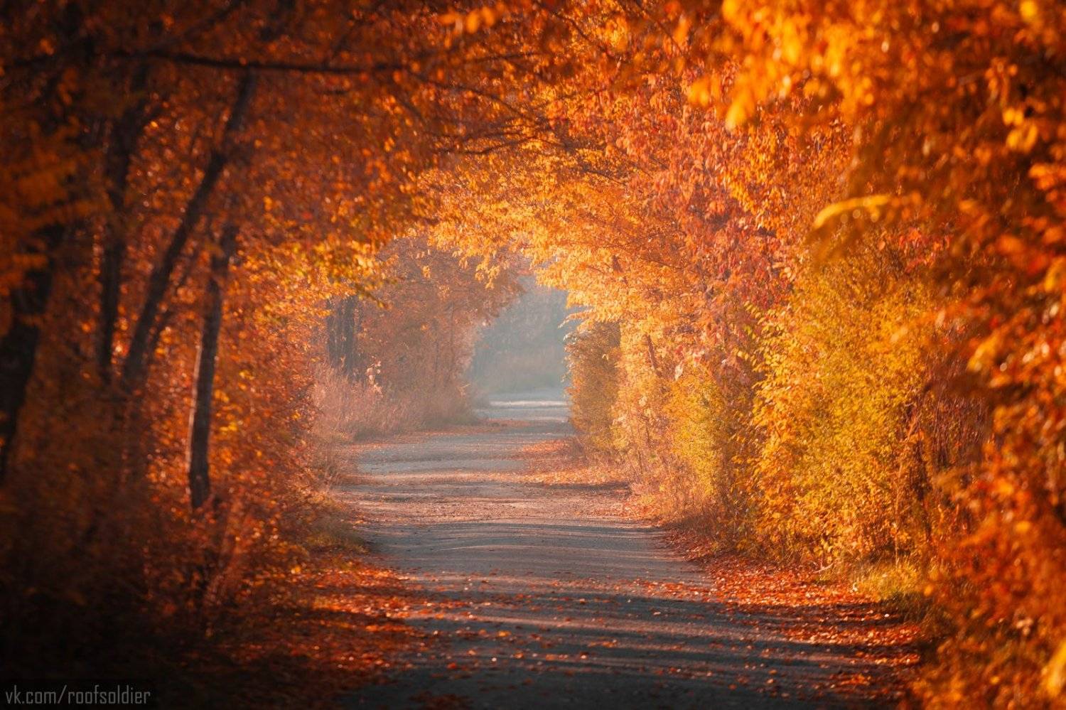 Autumn, leaves, fall, yellow, orange, road, shadow, tunnel, alley, path, branch, landscape, garden, tree, cityscape, colorful, Голубев Алексей