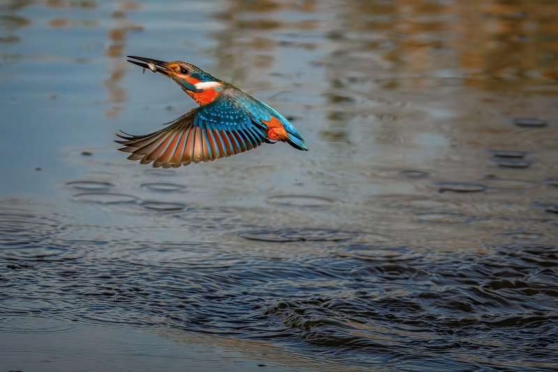 Kingfisher....photo preview
