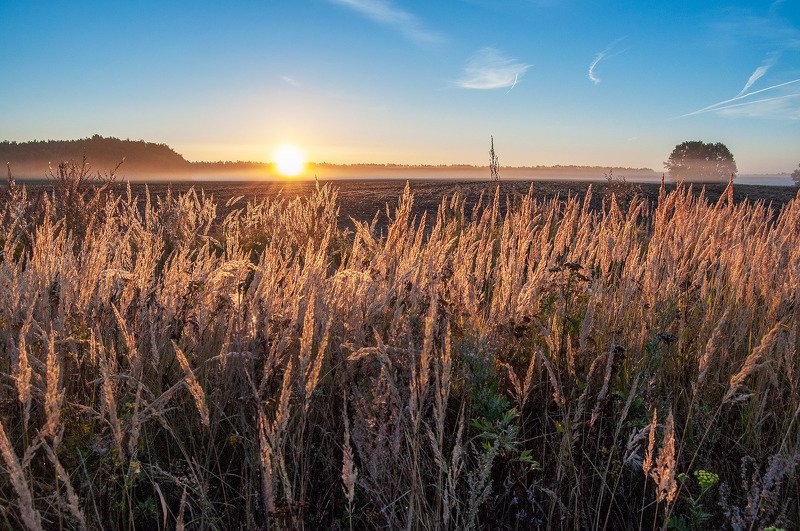 утро, рассвет, поле, туман, солнце ***photo preview