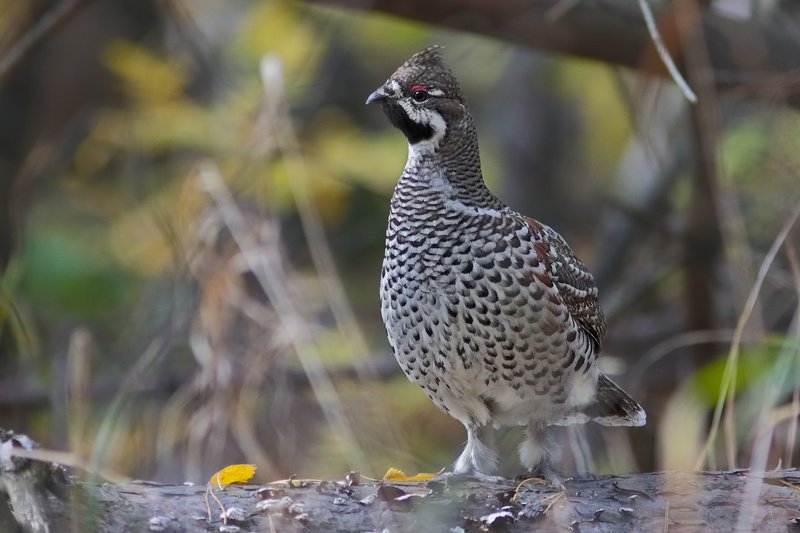 осеньюphoto preview