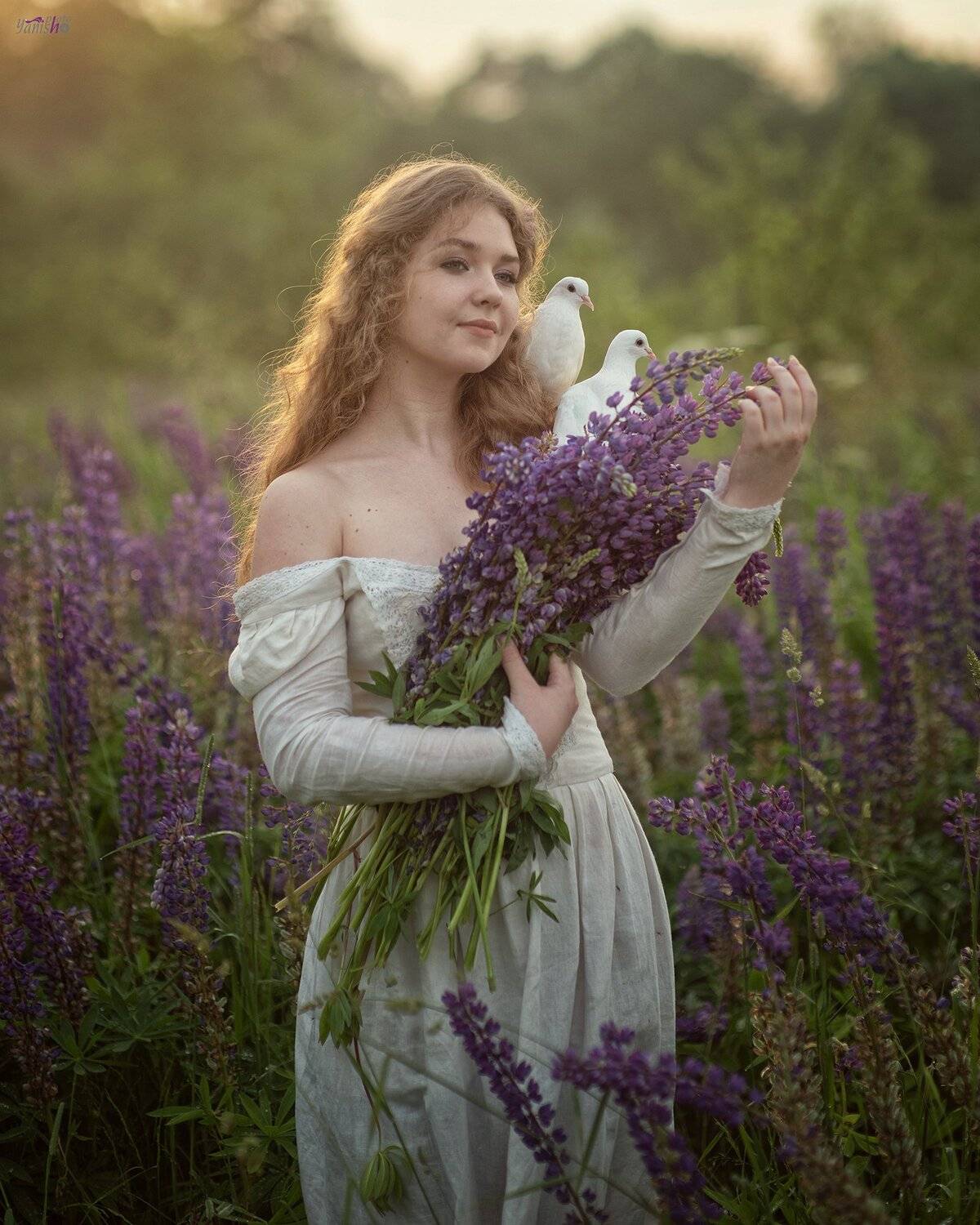 девушка, цветы, закат, поле, люпины, лето, конровичок, красота, сказка, портрет, женский портрет, голуби, Янина Ермакова