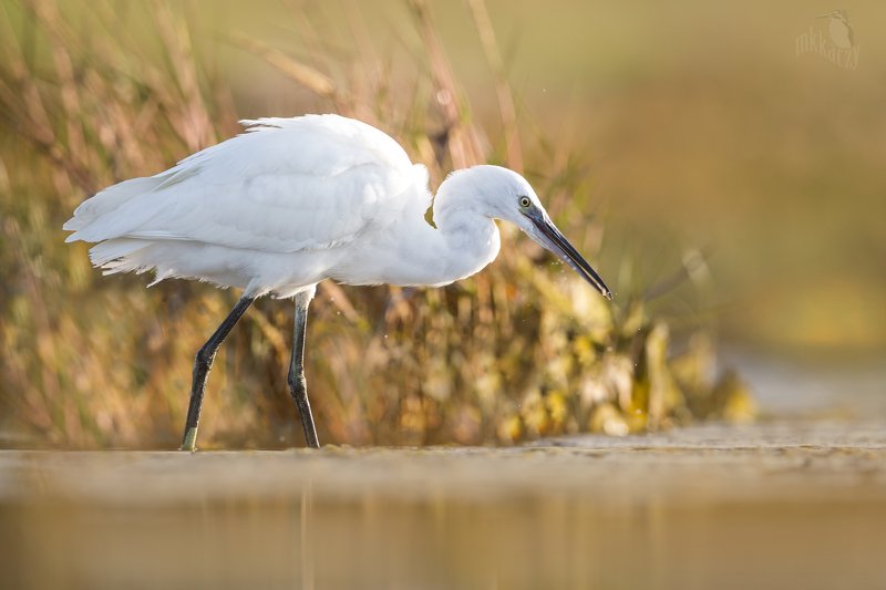 Little egret with a shrimpphoto preview