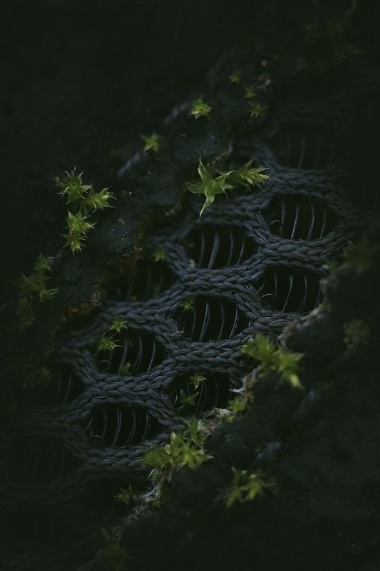 макро, мох Кроссовки, заросшие мхомphoto preview