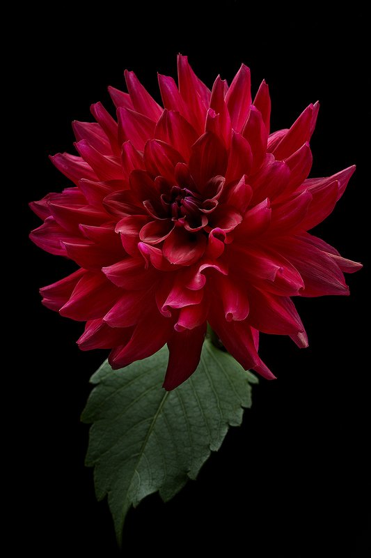 далия, георгина, георгин, цветок, флора, цветы Dahliaphoto preview