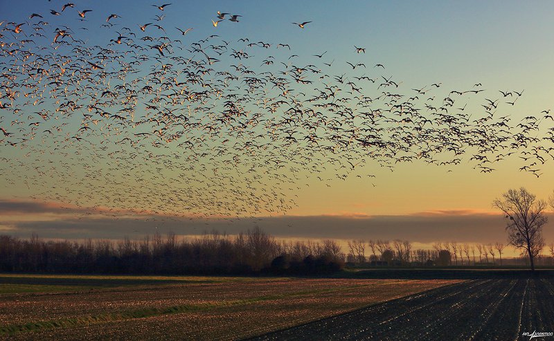 франция,mont saint-michel,france Птицы и тени..photo preview