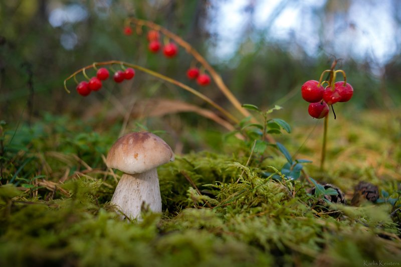 *** фото превью