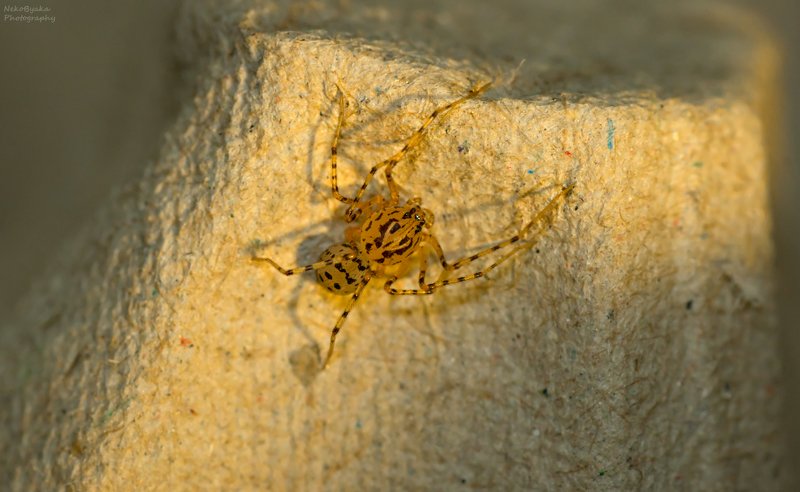 макро, пауки, природа, macro, spiders, nature, Паук-плевакаphoto preview