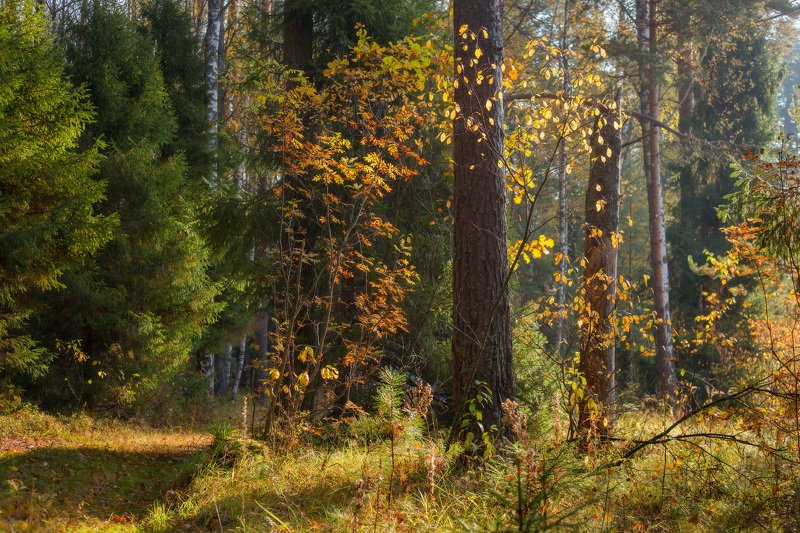 утро, лес, осень, октябрь, свет Осенний сюжетphoto preview