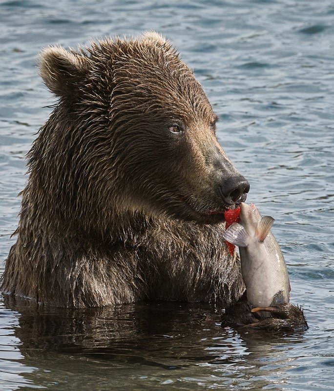 Медведь Камчатка дикие животные  Мороженое с икрой photo preview