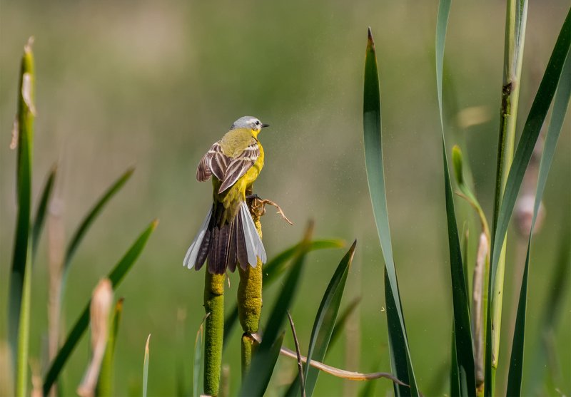птица, жёлтая трясогузка, эквилибристка..photo preview