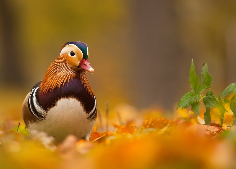 Mandarin duckphoto preview