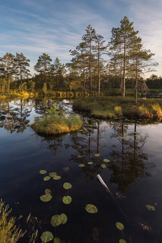 ленинградская область, ленобласть Вечернее солнцеphoto preview