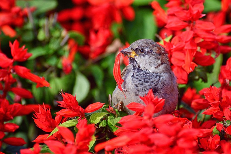 Воробьиные Истории Андрея Полякова Воробей и летоphoto preview