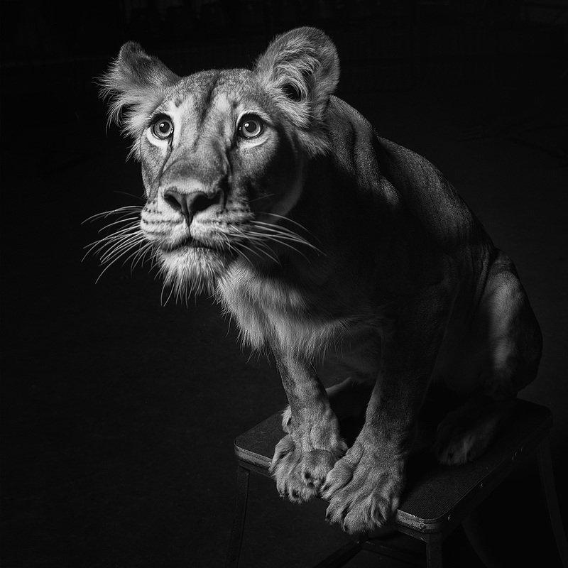 лев, львица, чб, животны в неволе Лилиphoto preview