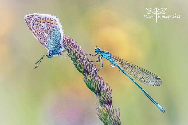Modraszek ikar- Polyommatus icarus & Pióronóg zwykły-Platycnemis pennipes.photo preview