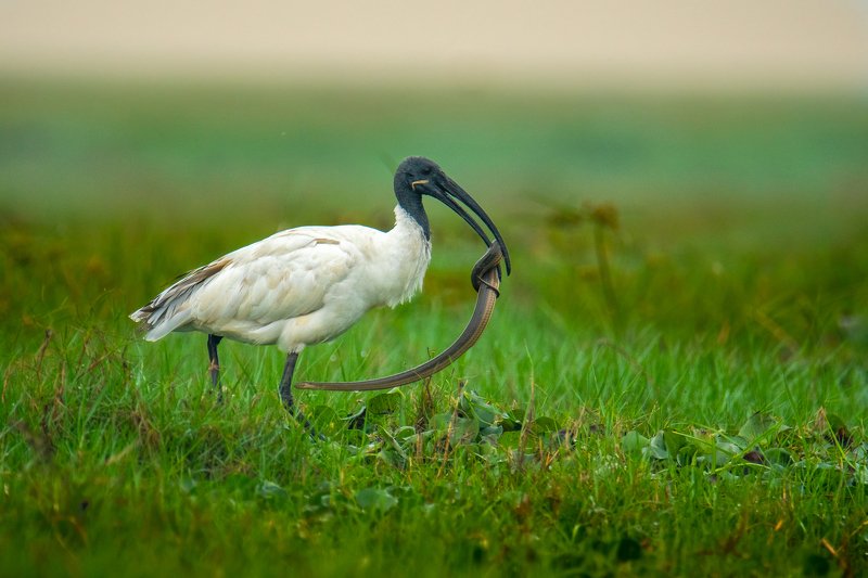 ibis black-headed snake hunt kill predator prey fightsback fight back bird wildlife When The Predator Became The Preyphoto preview