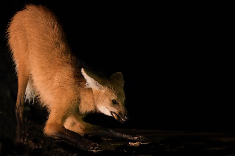 гривистый ГРИВИСТЫЙ ВОЛК (БРАЗИЛИЯ)photo preview