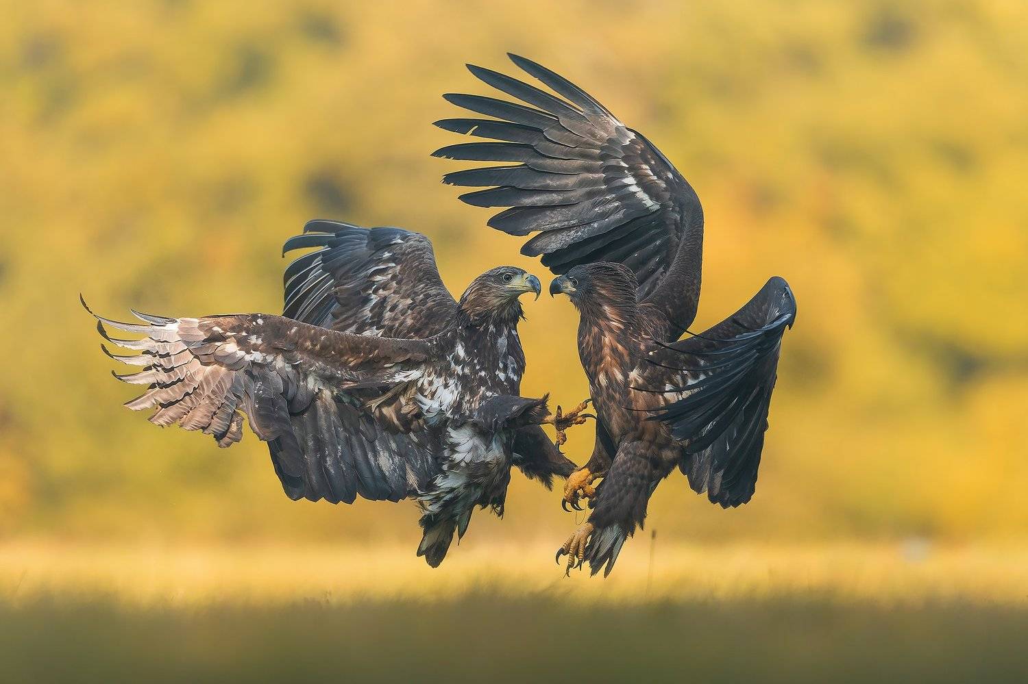 Autumn skirmish. Автор: Łukasz Sokół , Łukasz Sokół