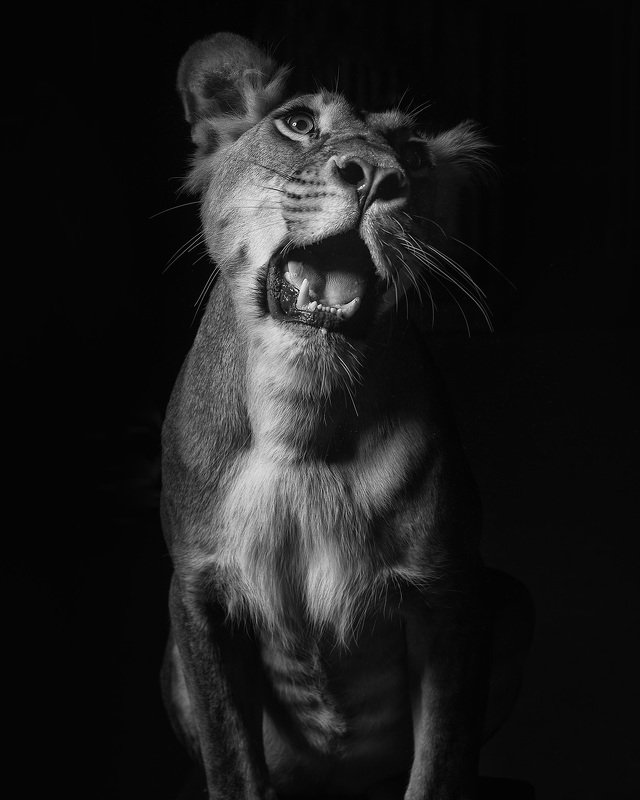 Лили рычитphoto preview