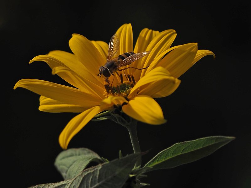 журчалка и топинамбурphoto preview