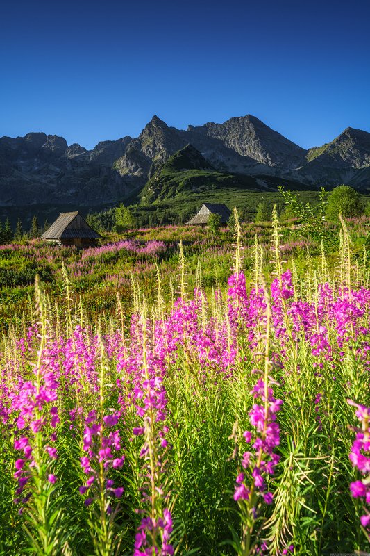 #landscape #panoramic #photo #nikon #poland #adventure  #mountains  #nature #travel #slovakia Hala Gąsienicowaphoto preview
