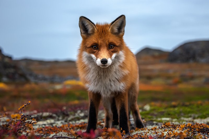 nikonrussia, nikon, fox, far zelentsy, barents sea, red hunter, murmansk, kola peninsula рыжая охотницаphoto preview